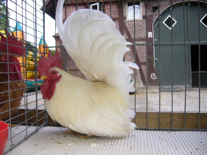 Haehnewettkraehen der Kreisjugend des Kreisverbandes Guetersloh 059.jpg - Hähnewettkrähen des Kreisverbandes Gütersloh in Langenberg auf dem Hofe Großelohmann